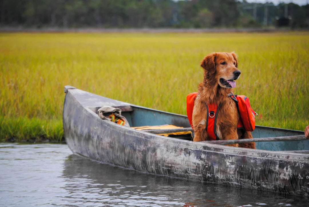Dog in a canoe wearing a life jacket on a body of water with grassy area in the background