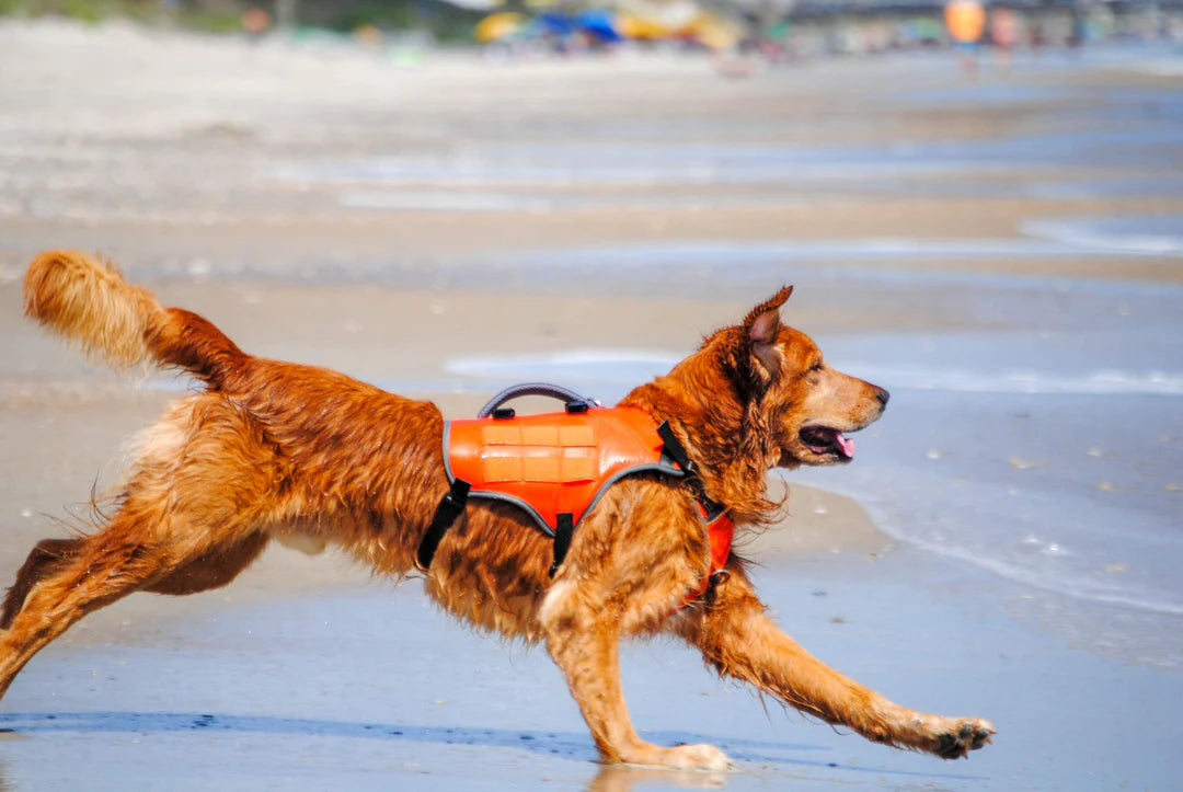 Dog running on a beach wearing an orange life jacket.