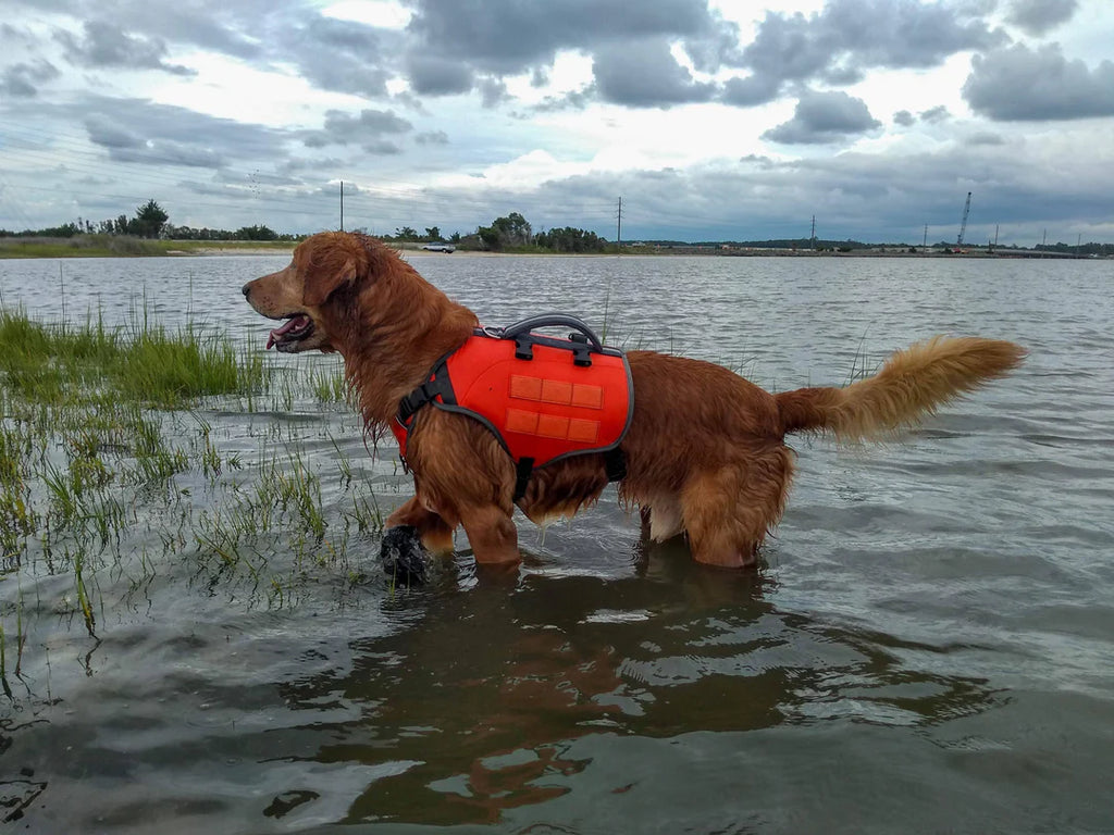 Dog wearing an orange life jacket standing in water with a cloudy sky.