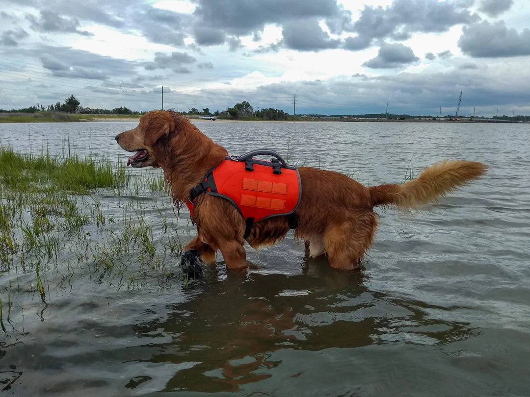 Dog wearing an orange life jacket standing in water with a cloudy sky.