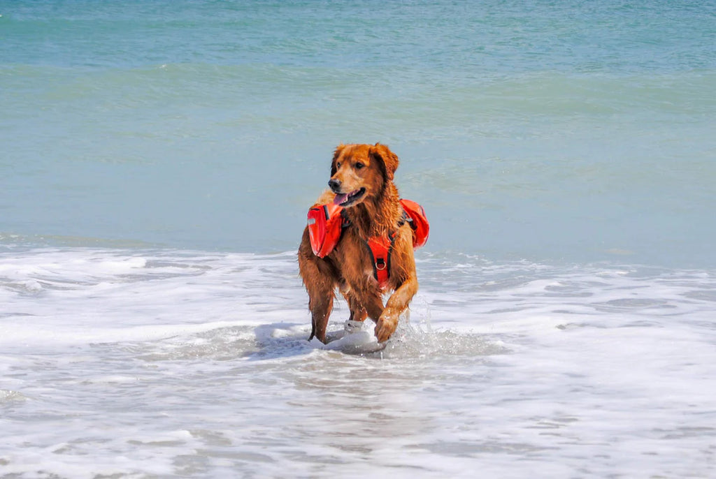 Dog running on a beach with a life jacket