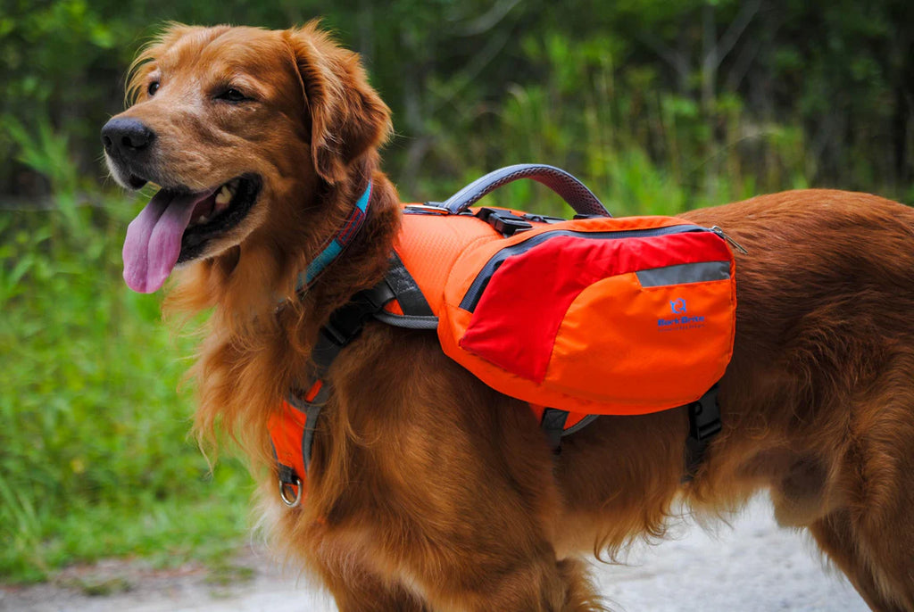 Dog wearing an orange life jacket outdoors