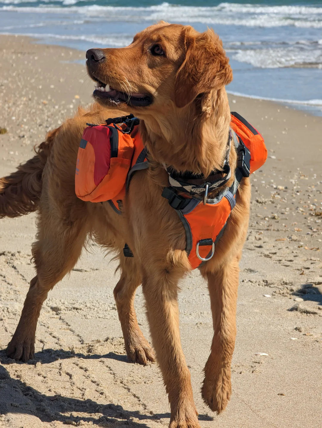 Dog on a beach wearing an orange life jacket and harness.