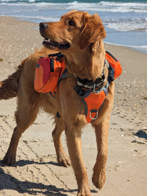 Dog on a beach wearing an orange life jacket and harness.