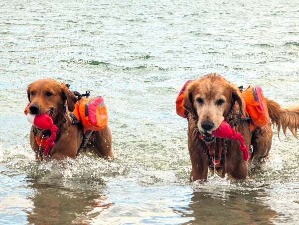 Two dogs running through water with life vests and toys.