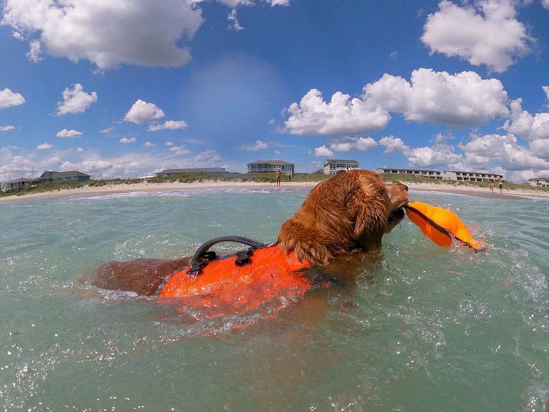 Dog in an orange life jacket playing with a toy in the water on a beach.